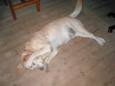 Blanding af racer Balde (død) - Uhhh.. der er noget der klør.. billede 4