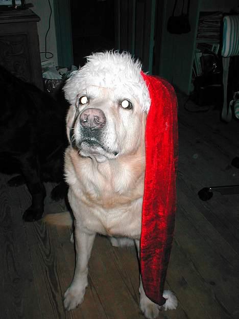 Blanding af racer Balde (død) - En stolt jule hund.. billede 5