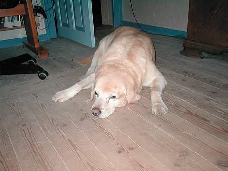 Blanding af racer Balde (død) - Han er meget træt lige her.. det er et billede fra januar 2003.. det år han døede.. billede 6