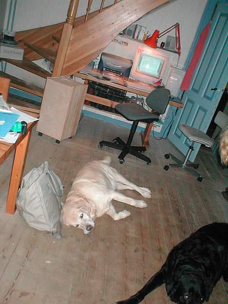 Blanding af racer Balde (død) - Ligger og slapper lidt af.. billede 7