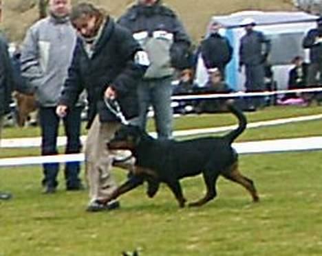 Rottweiler Vom Hause Fachmann´ Easy (RIP)  - Easy i ringen til Næstvedudstillingen 26/3-05 billede 8
