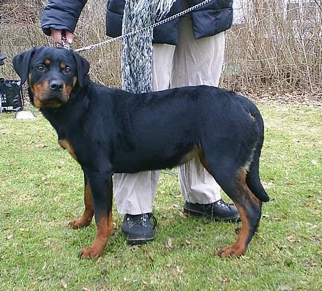 Rottweiler Vom Hause Fachmann´ Easy (RIP)  - Easy venter på hun skal i ringen billede 9