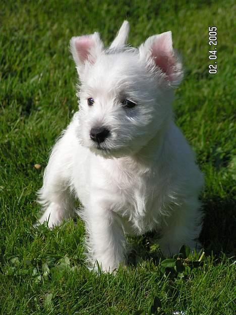 West highland white terrier Daisy billede 1