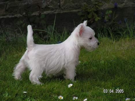 West highland white terrier Daisy billede 2