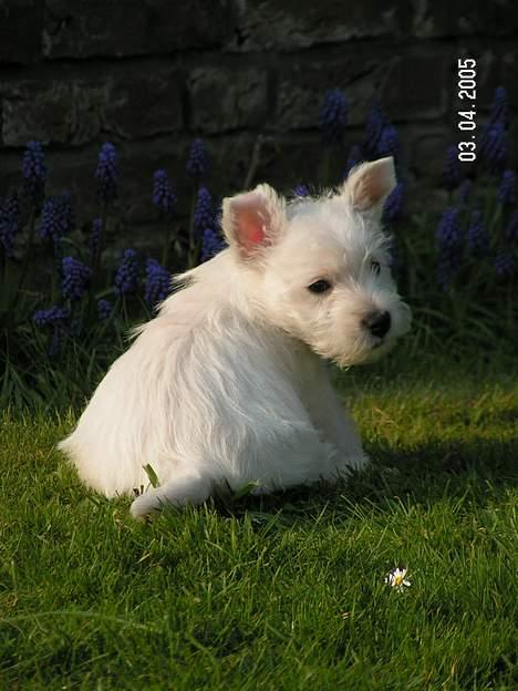 West highland white terrier Daisy billede 3