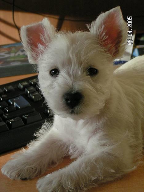 West highland white terrier Daisy - min lille computer hund...hhe billede 4