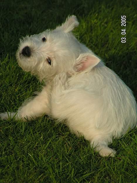 West highland white terrier Daisy billede 5