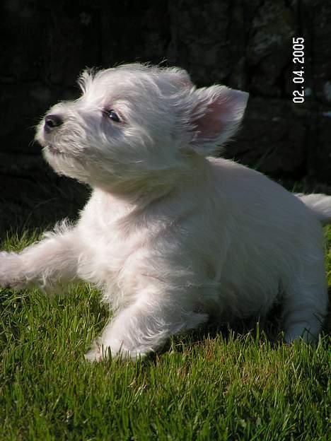 West highland white terrier Daisy - Hun blev lige fanget i et meget uheldigt, men sjovt øjeblik billede 6