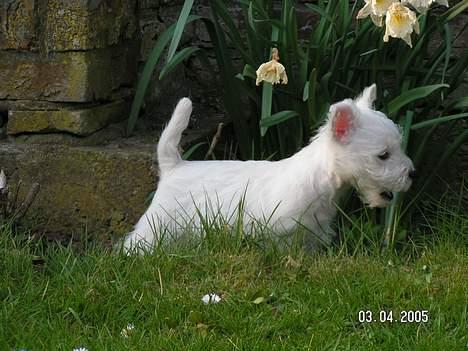 West highland white terrier Daisy billede 7