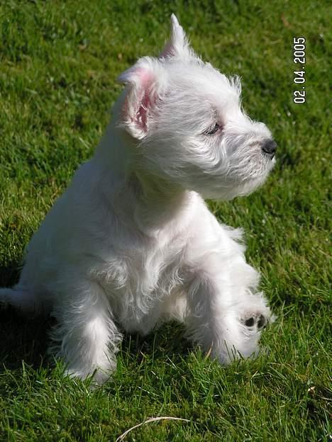 West highland white terrier Daisy billede 8