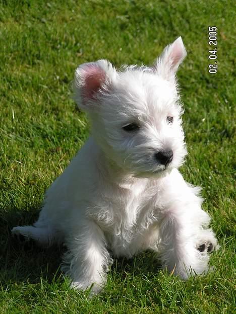 West highland white terrier Daisy billede 9