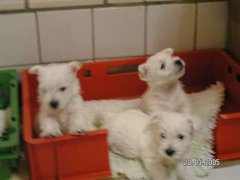 West highland white terrier Daisy - sammen med 2 af mine søskende, vi var 6 ialt billede 10
