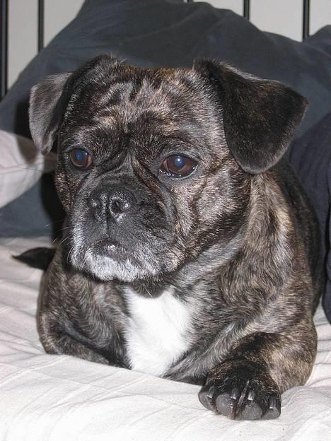 Blanding af racer Luna (R.I.P aflivet 17/1-17) billede 5