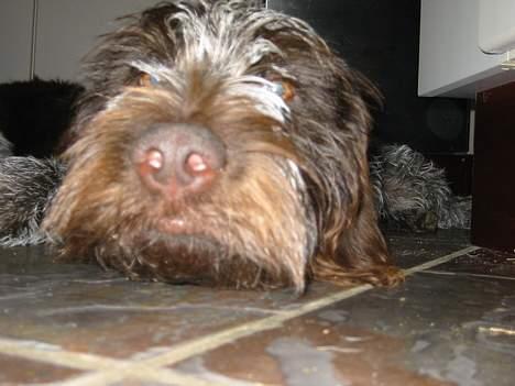 Ruhåret hønsehund Stubbesø Hegtor billede 2