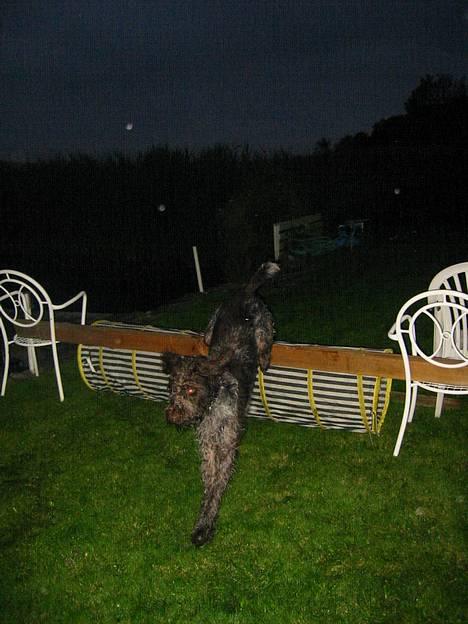 Ruhåret hønsehund Stubbesø Hegtor - . billede 4