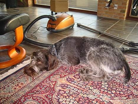 Ruhåret hønsehund Stubbesø Hegtor billede 5