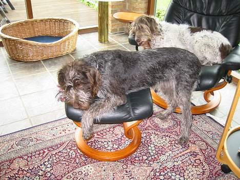 Ruhåret hønsehund Stubbesø Hegtor billede 7