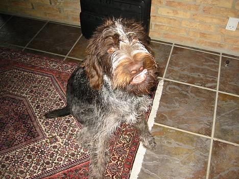 Ruhåret hønsehund Stubbesø Hegtor billede 10