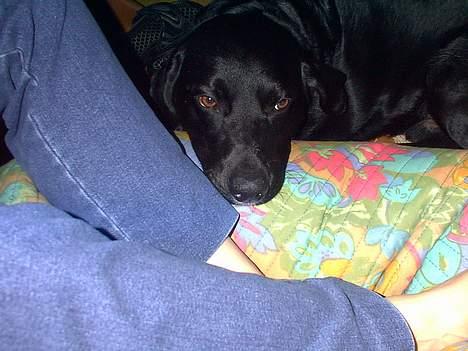 Labrador retriever Timmo - Tmmo hygger ved Mor... billede 2