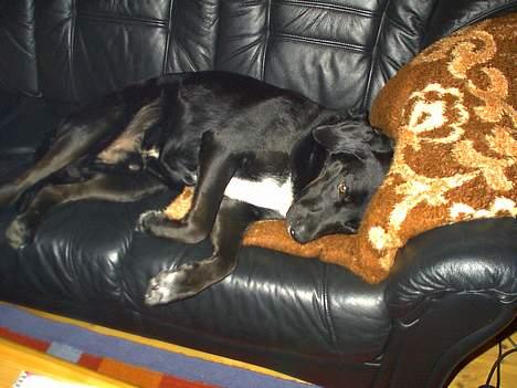 Labrador retriever Timmo - Hygge på sofaen, ahh.... billede 3