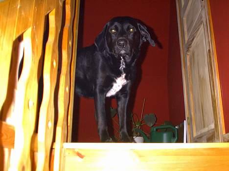 Labrador retriever Timmo - Timmo hader trapper, men med møje og besvær kommer han op og ned af vores... billede 4