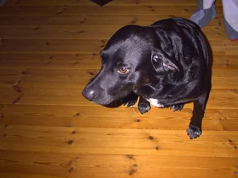 Labrador retriever Timmo - Timmo har lidt svært ved at forstå pointen i at være fotomodel billede 5