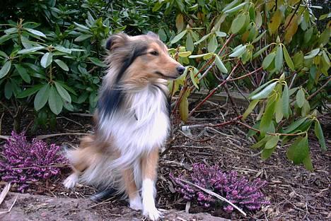 Shetland sheepdog Hero billede 5