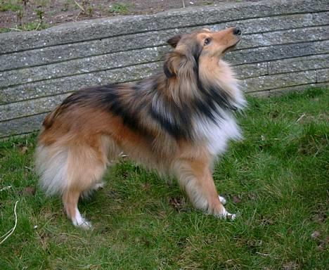 Shetland sheepdog Hero billede 10