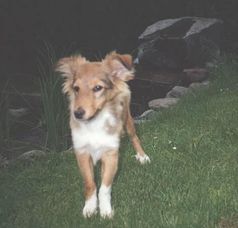 Shetland sheepdog Hero billede 6