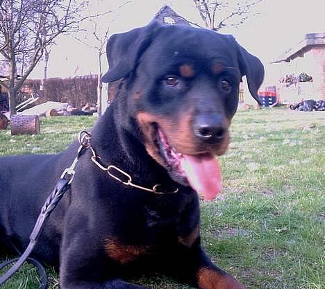Rottweiler Kolja(Død) - Min smukke Kolja. Savner dig min skat <3 billede 1