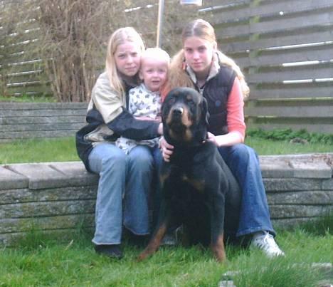 Rottweiler Kolja(Død) - Det var det sidste billed der blev taget af min dejlige Kolja....Altid hårdt at sige farvel til dem man elsker billede 3