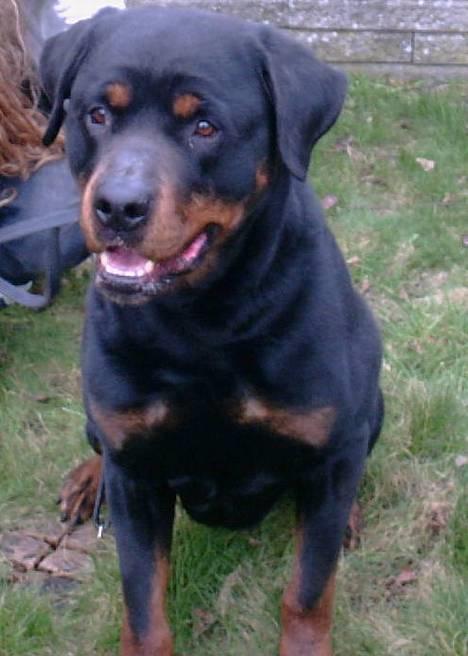Rottweiler Kolja(Død) billede 5