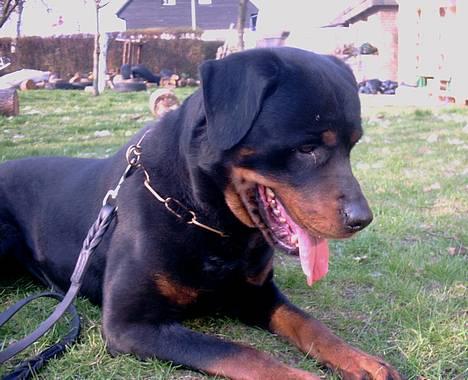 Rottweiler Kolja(Død) billede 7