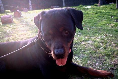Rottweiler Kolja(Død) billede 8