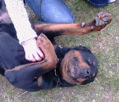 Rottweiler Kolja(Død) billede 9