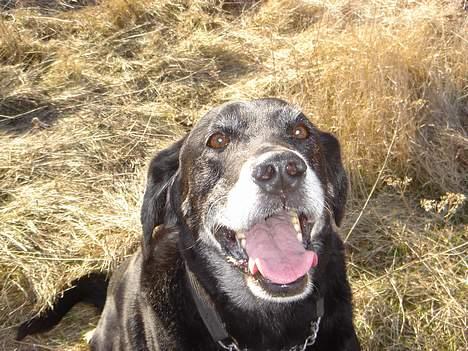 Blanding af racer Boss (DØD) billede 1