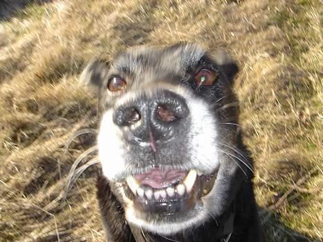 Blanding af racer Boss (DØD) billede 2