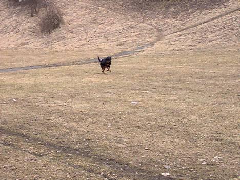 Rottweiler Kira - Hun elsker ballen sin billede 10