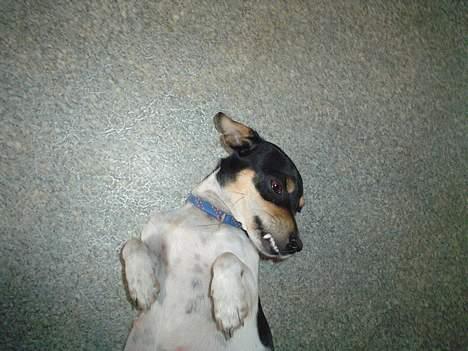 Jack russell terrier Pjævs billede 1