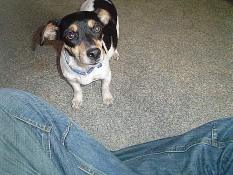 Jack russell terrier Pjævs billede 2