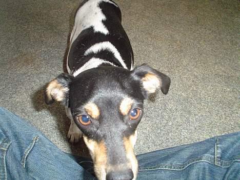 Jack russell terrier Pjævs billede 3