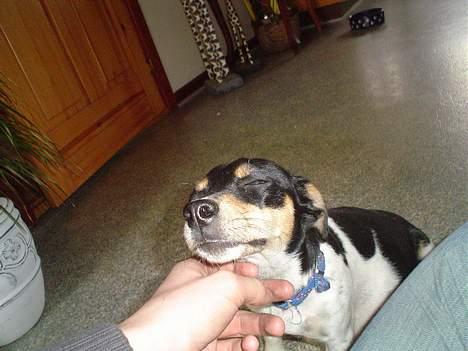 Jack russell terrier Pjævs billede 4