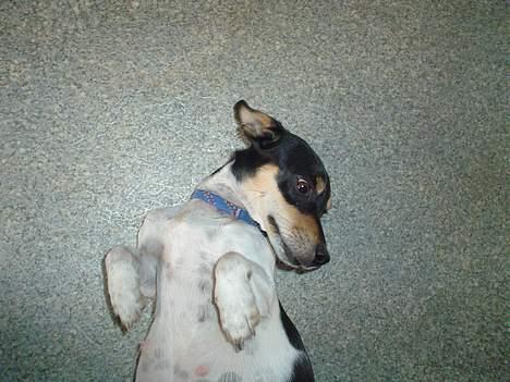 Jack russell terrier Pjævs billede 6