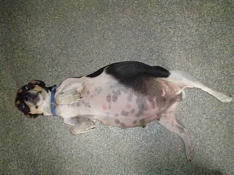 Jack russell terrier Pjævs - som sagt er hun med hvalpe billede 5