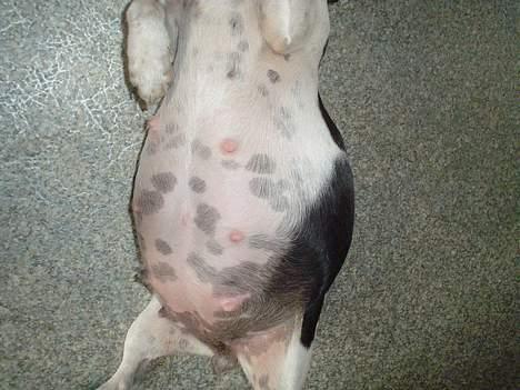 Jack russell terrier Pjævs billede 7