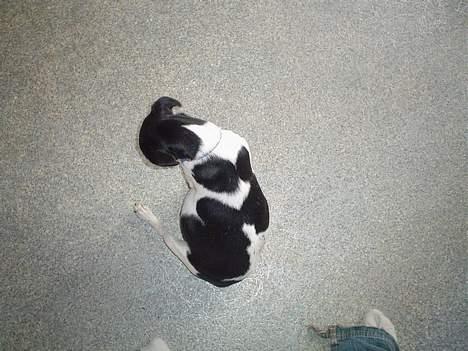 Jack russell terrier Pjævs billede 8