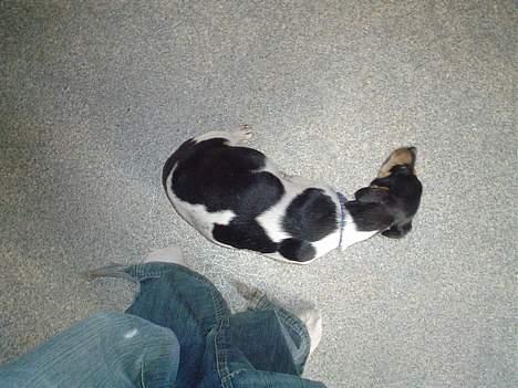 Jack russell terrier Pjævs billede 9