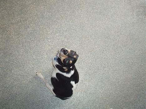 Jack russell terrier Pjævs billede 10