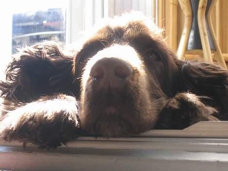 Cocker spaniel Twiggy - Dejlgt bare og slappe af (: billede 8