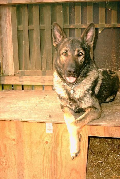 Schæferhund Wiliam (død) - Her er jeg så... billede 1